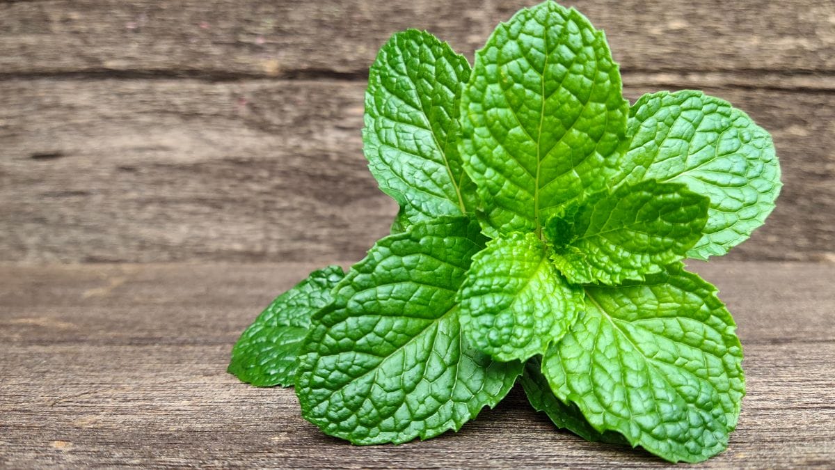 Why is MENTHOL used in beauty products? | Business Upturn
